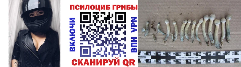 Псилоцибиновые грибы Cubensis  где купить наркоту  ОМГ ОМГ вход  Алдан 